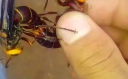 购买胡蜂养殖技术光盘