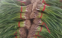 蒜苗品种价格差异大吗？