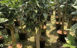 金花茶树有哪些优良品种推荐？