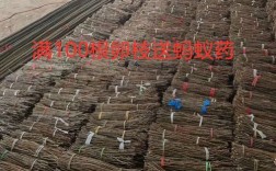 自然卵化金蝉养殖技术难点有哪些？