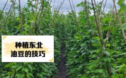 油豆种植技术视频全集