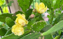 可以开花的仙人掌品种