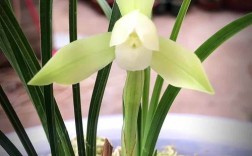 春兰素花名贵品种有哪些？