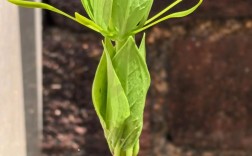 七叶一枝花怎么种？高产技术有哪些？