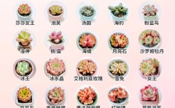 多肉品种名称大全有哪些？