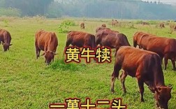 散养南方黄牛养殖技术