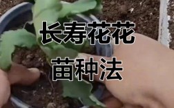 盆栽花卉种植视频，新手如何快速入门？