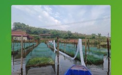 酒店黄鳝怎么养殖技术