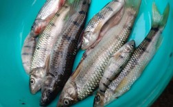 石斑鱼价格差异为何这么大？