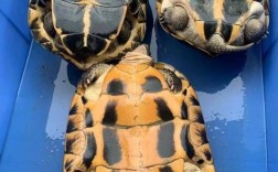 金钱龟哪个品种最值钱？