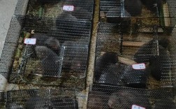 竹鼠养殖技术视频，新手能学会吗？