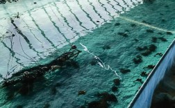 扎兰屯朱志明养蛙技术有何秘诀？