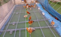 养鸡视频里有哪些实用养殖技术？