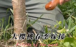 樱桃嫁接技术大全视频