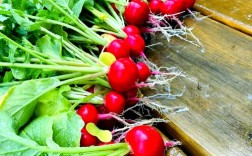 樱桃萝卜怎么种又大又好？