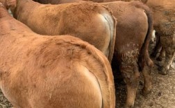 吉林改良黄牛养殖技术