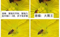 意蜂的优良品种有多少