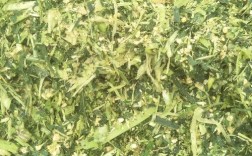 青储玉米秸秆喂鹅，技术要点有哪些？