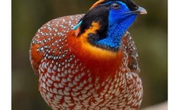 养殖最多的雉鸡品种是哪种？