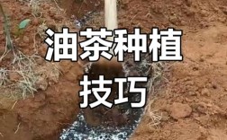 油茶种植管理技术有哪些关键要点？