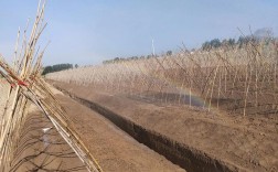 山药套管栽培技术视频，套管怎么用？