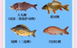 中国野生鲤鱼品种有哪些？