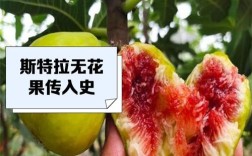 进口无花果品种有哪些？