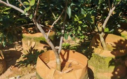 同品种果树嫁接可行吗？