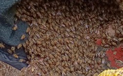 中蜂品种如何高效维持大群？