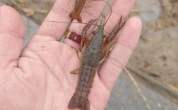 信阳小龙虾虾苗价格多少钱一斤？