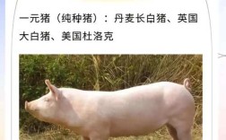 中国培育的12种猪品种