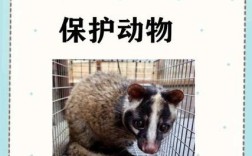 果子狸养殖技术有哪些关键要点？