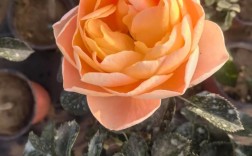 十大名贵月季，究竟美在何处？