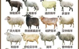 羊品种如何精准识别与细毛羊鉴定？