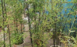 沈阳能种大型竹子吗？哪些品种适合？