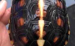 粤北稀有野生乌龟品种有何独特之处？