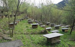 特种养殖中蜂养殖技术有哪些关键要点？