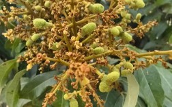 荔枝高产栽培管理技术有哪些关键要点？