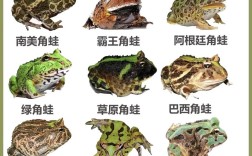 青蛙养殖有哪些常见品种？