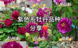 牡丹花品种如何快速辨认？