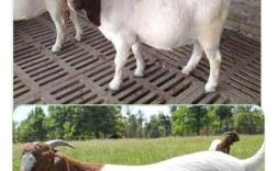 育肥羊选什么品种好？