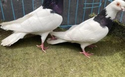 哪种观赏鸽品种颜值最高？