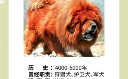 李晨养的狗是什么品种？