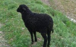 黑色的羊都有什么品种