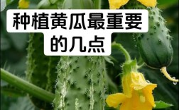 黄瓜种植技术视频，从种到收怎么操作？