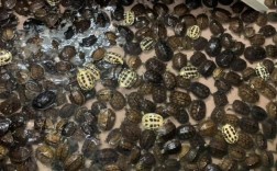 南石金钱龟价格走势如何？