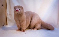 毛皮动物养殖技术视频