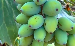 农村果蔬品种大全图片