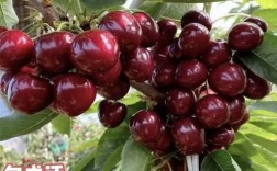 郴州美早樱桃苗品种多，该怎么选？