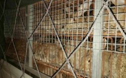 山东獭兔种兔养殖技术要点有哪些？